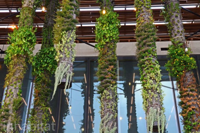 Pérez Art Museum Miami, Patric Blanc, hanging vertical gardens, living wall, green wall, Herzog & de Meuron, PAMM, Pérez Art Museum, Miami art museum, Patrick Blanc projects, hanging vertical gardens of Miami