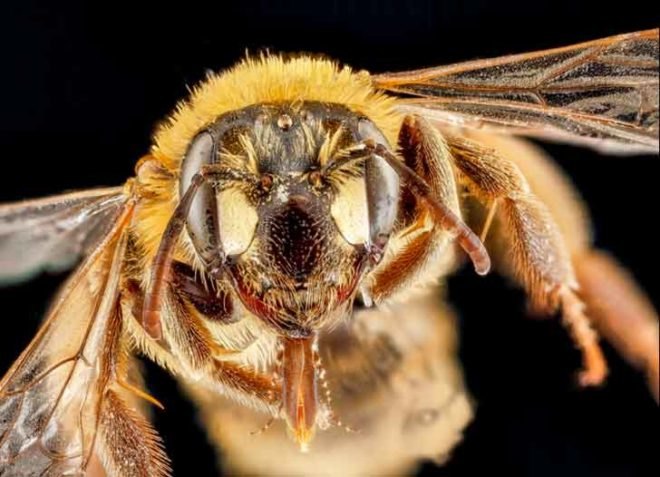 sam droege, usgs bee inventory and monitoring lab, bee conservation, macro photography, insect, pollinator