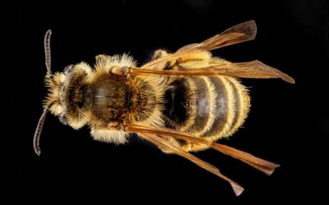 sam droege, usgs bee inventory and monitoring lab, bee conservation, macro photography, insect, pollinator