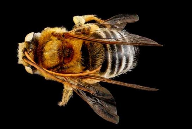 sam droege, usgs bee inventory and monitoring lab, bee conservation, macro photography, insect, pollinator