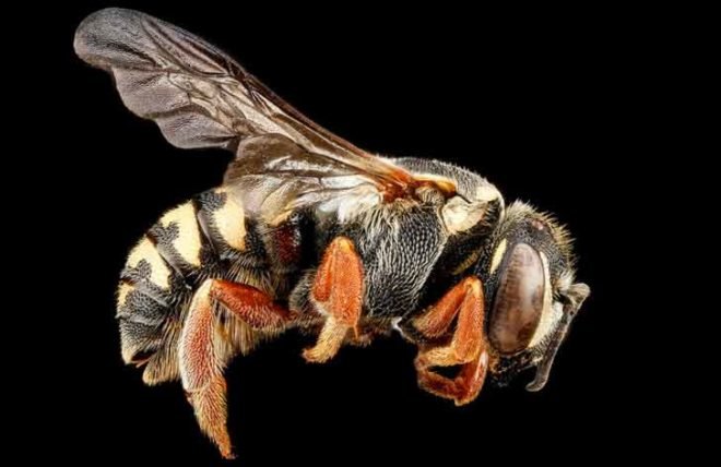 sam droege, usgs bee inventory and monitoring lab, bee conservation, macro photography, insect, pollinator