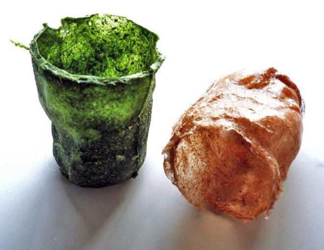 Harry Yoell, bioplastic plant pot, container garden, gardening, green design, sustainable design, biodegradable materials, biodegradable plant pot, bioplastic, potato starch plastic, green materials, sustainable materials