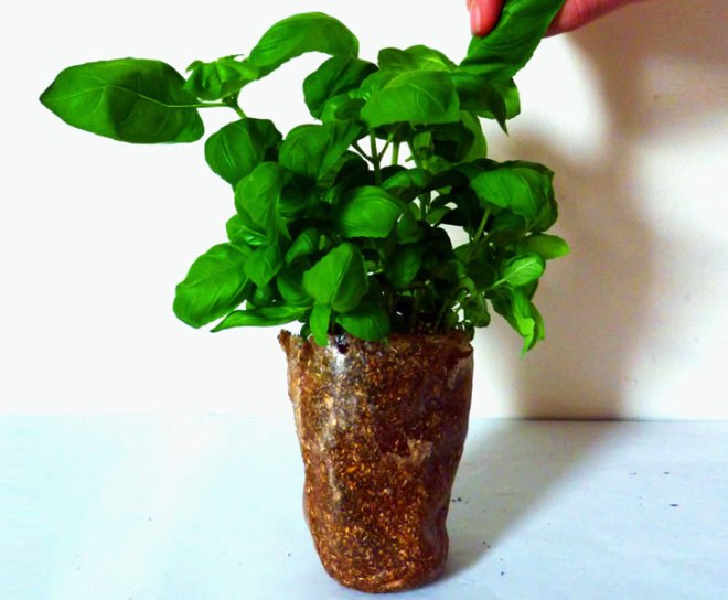 Harry Yoell, bioplastic plant pot, container garden, gardening, green design, sustainable design, biodegradable materials, biodegradable plant pot, bioplastic, potato starch plastic, green materials, sustainable materials