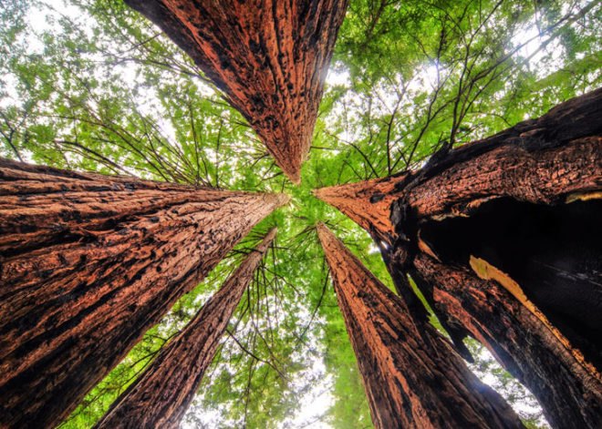 University of Melbourne, tree carbon capture, tree carbon storage, old trees, co2 storage, tree co2, carbon capture and storage, australia
