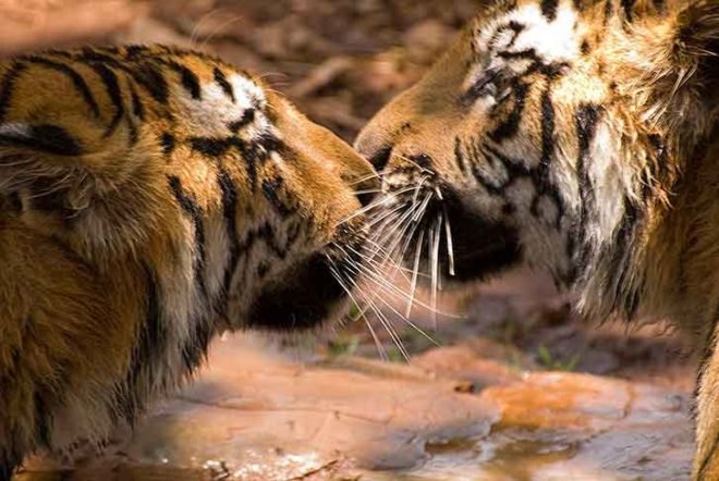 tiger, india, conservation, canine distemper