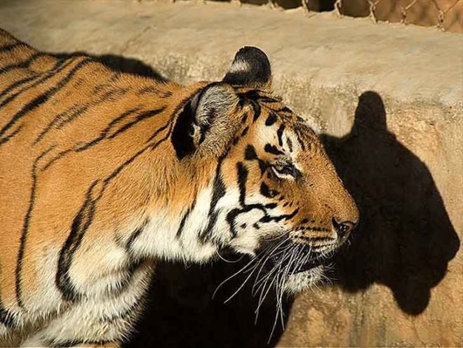 tiger, india, conservation, canine distemper