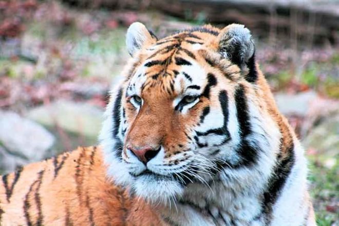 tiger, india, conservation, canine distemper