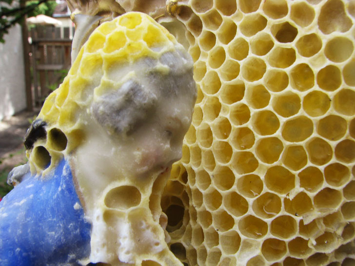 green design, eco design, sustainable design, Aganetha Dyck, Colony Collapse disorder, honey bee art, honey bee population