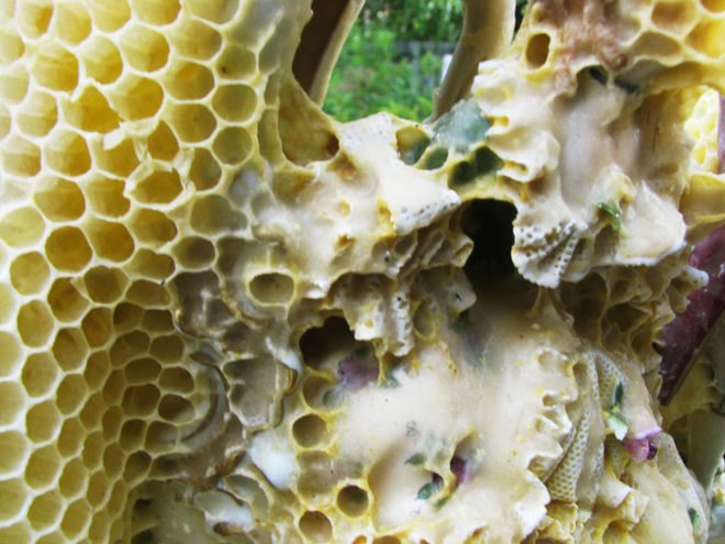 green design, eco design, sustainable design, Aganetha Dyck, Colony Collapse disorder, honey bee art, honey bee population
