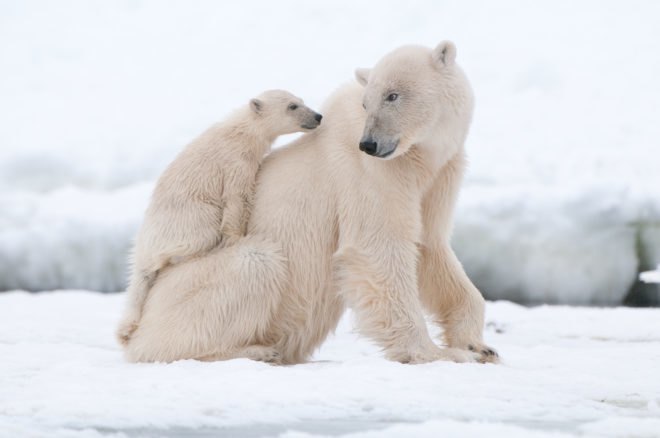 Canadian arctic, Canadian polar bears, arctic polar bears, polar bears on Google, polar bears on Google Street View, mapping habitats, mapping climate change, polar bears and climate change, polar bears at risk