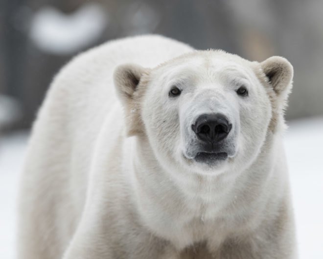 Canadian arctic, Canadian polar bears, arctic polar bears, polar bears on Google, polar bears on Google Street View, mapping habitats, mapping climate change, polar bears and climate change, polar bears at risk