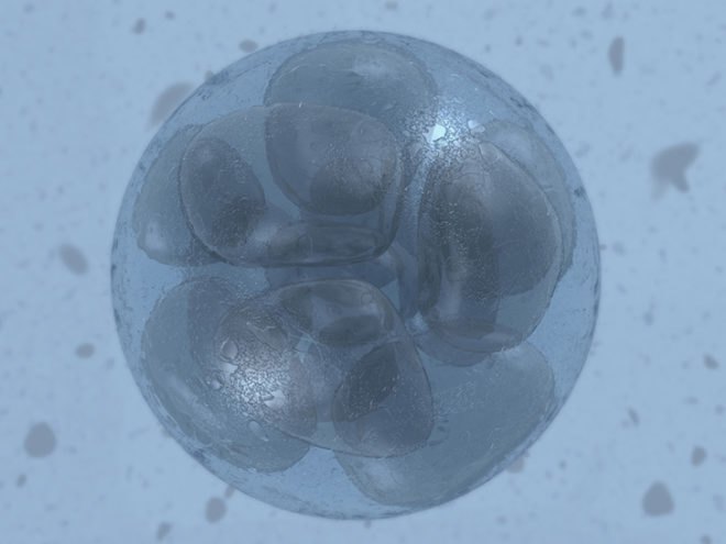 Food and Drug Administration, FDA, three parent embryos, genetic modification, Marcy Darnovsky, Center for Genetics and Society, Oregon Health and Science University, mitochondrial DNA, mitochondria, designer babies, creating embryos from the DNA of three people, DNA modification, DNA, embryos, medical research, ethical debates, healthy children,
