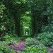 Natural Architecture, natural arch, Tunnel of Love, green tunnel, ukraine, train, Architecture, Botanical