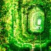 Natural Architecture, natural arch, Tunnel of Love, green tunnel, ukraine, train, Architecture, Botanical