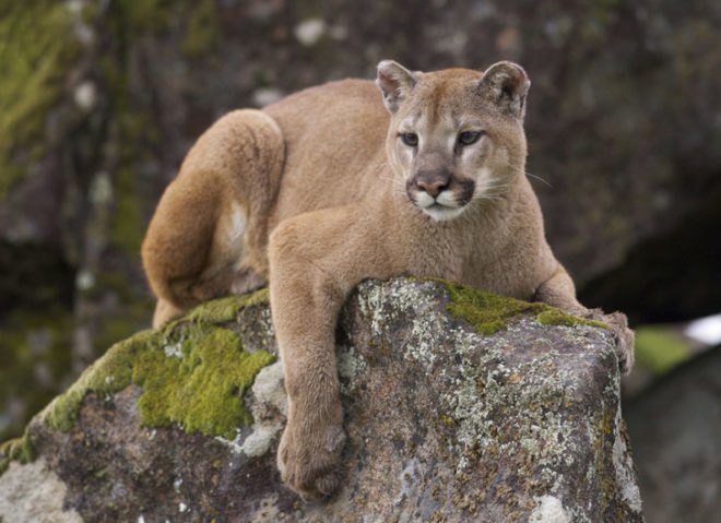 big game hunting, cougars, hunting for sport, sport hunting, journalism, mountain lions, photos with dead animals, sport hunting, daily mail, uk journalism, washington state