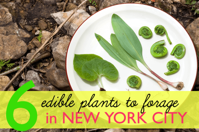 foraging, what plants to forage in new york city, foraging nyc, foraging in nyc, edible plants, wildman steve brill, foraging tours nyc, nyc foraging tours, forage for plants in nyc, edible plants nyc, locavore, local food