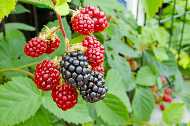 foraging, what plants to forage in new york city, foraging nyc, foraging in nyc, edible plants, wildman steve brill, foraging tours nyc, nyc foraging tours, forage for plants in nyc, edible plants nyc, locavore, local food