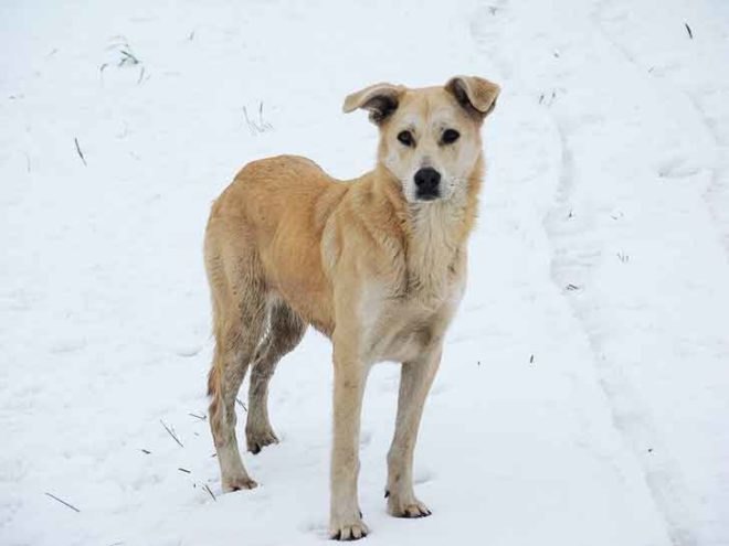 sochi, stray dog, olympic games, russia