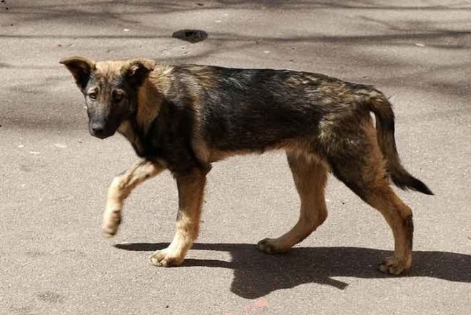 sochi, stray dog, olympic games, russia