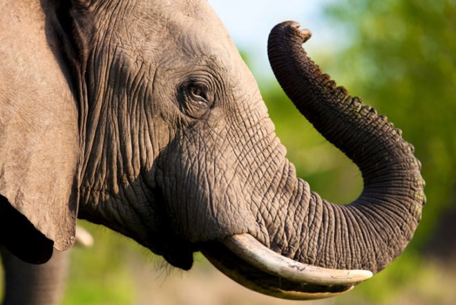 elephant tuck, ivory, endangered, wildlife trafficking, ivory trade, elephant poaching