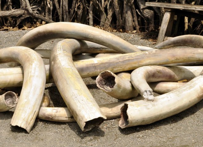 elephant tuck, ivory, endangered, wildlife trafficking, ivory trade, elephant poaching