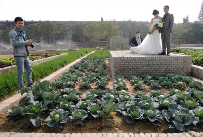 Value Farm, Thomas Chung, sustainable agriculture, green design, urban farming, eco design, environmentally friendly design, china farm, irrigation, rooftop farming
