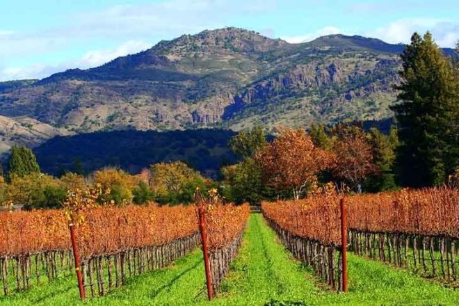 napa valley, wine, vineyard, wine grapes, climate change, wine industry