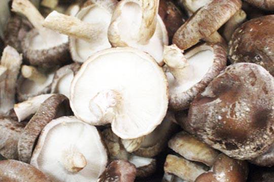 shiitake mushrooms, mushroom growing kit, CTAKEO, grow mushrooms at home, edible mushrooms
