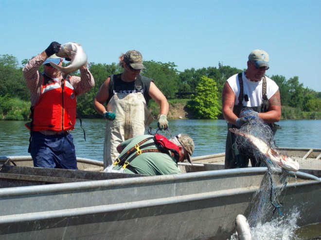 asian carp, invasive species, environmental destruction, invasive carp, water issues, ecosystems, kentucky, illinois, npr, asian carp, rivers,