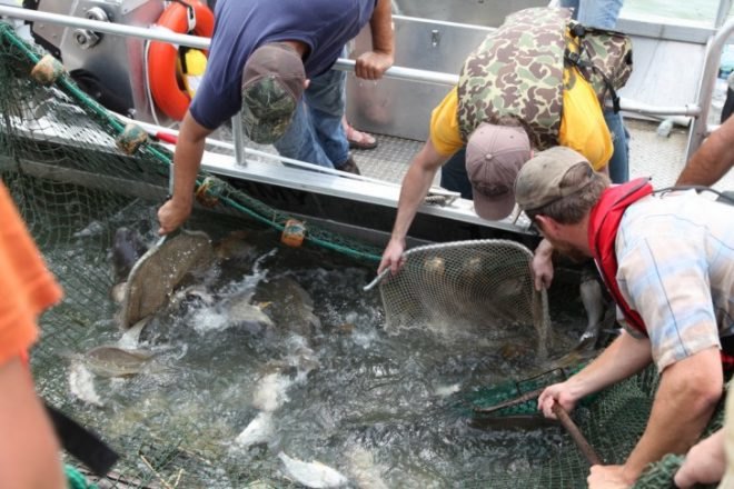 asian carp, invasive species, environmental destruction, invasive carp, water issues, ecosystems, kentucky, illinois, npr, asian carp, rivers,