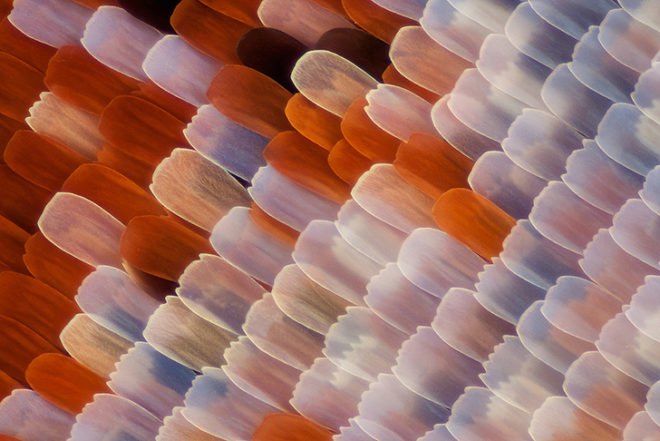 green design, eco design, sustainable design, macro photographs of butterflies, Linden Gledhill, butterfly wings, magnified butterfly wings