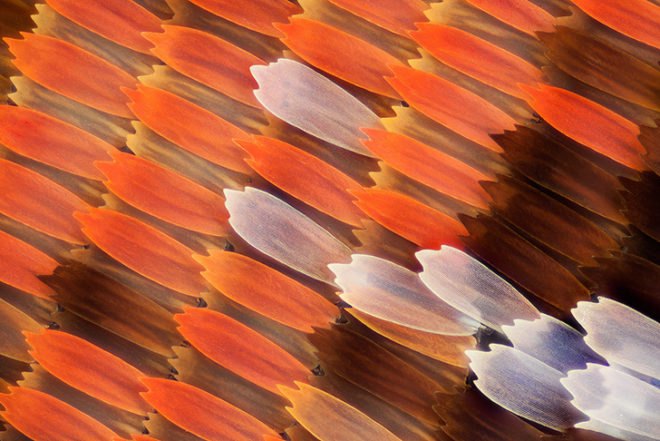 green design, eco design, sustainable design, macro photographs of butterflies, Linden Gledhill, butterfly wings, magnified butterfly wings