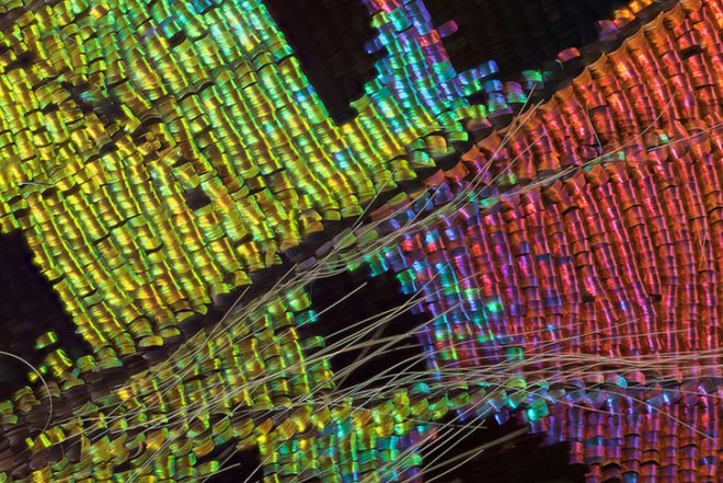 green design, eco design, sustainable design, macro photographs of butterflies, Linden Gledhill, butterfly wings, magnified butterfly wings