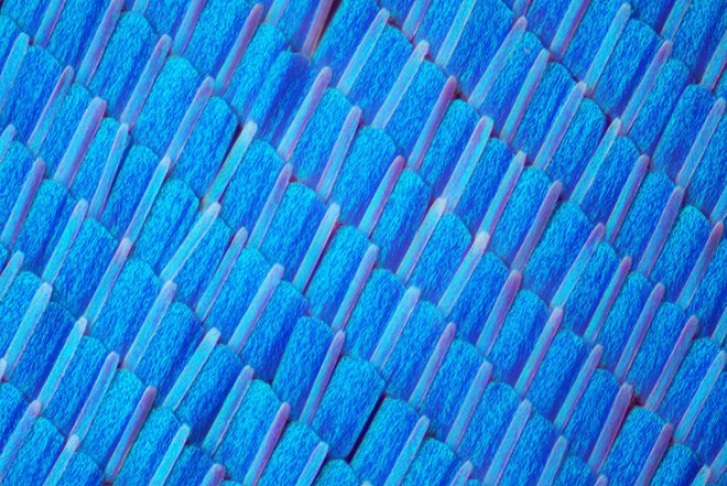 green design, eco design, sustainable design, macro photographs of butterflies, Linden Gledhill, butterfly wings, magnified butterfly wings