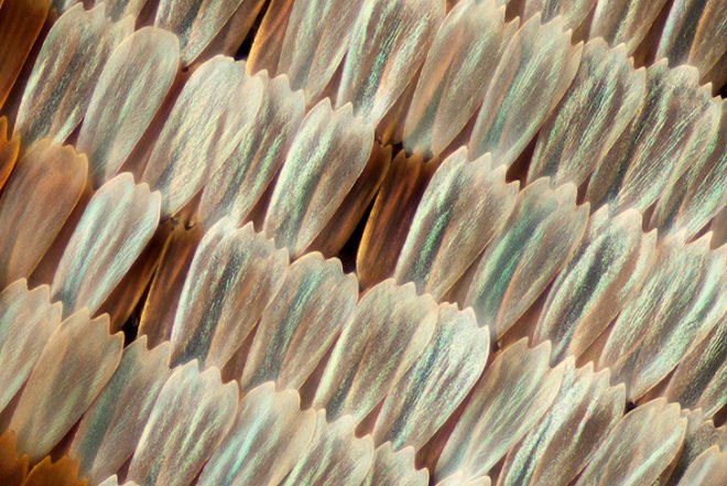 green design, eco design, sustainable design, macro photographs of butterflies, Linden Gledhill, butterfly wings, magnified butterfly wings