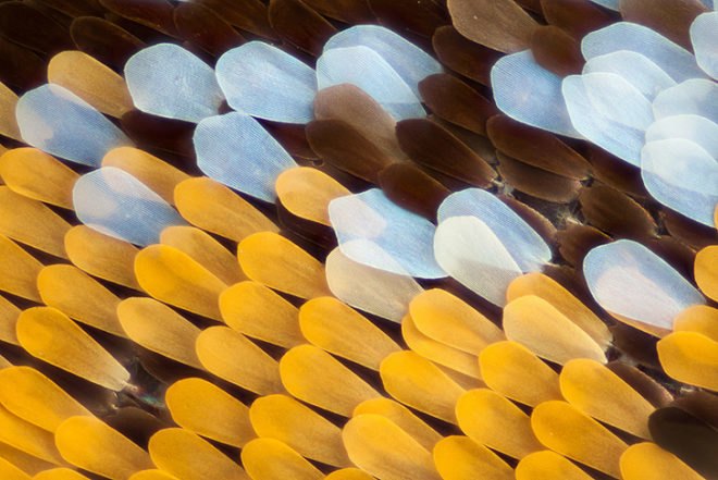 green design, eco design, sustainable design, macro photographs of butterflies, Linden Gledhill, butterfly wings, magnified butterfly wings