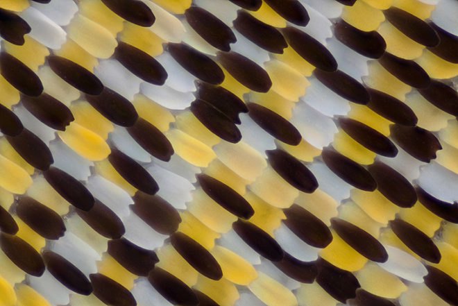 green design, eco design, sustainable design, macro photographs of butterflies, Linden Gledhill, butterfly wings, magnified butterfly wings