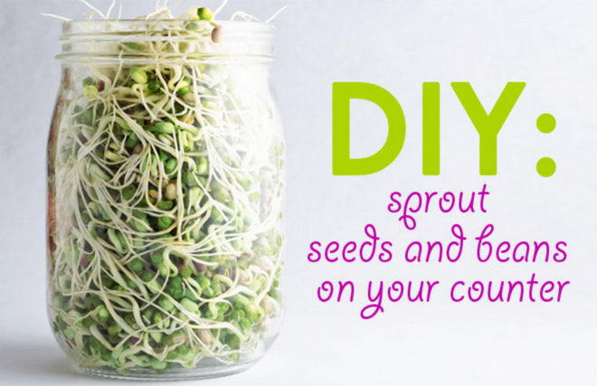 Sprouting, sprout, sprouts, how to sprout, sprouted beans, sprouting beans, sprouted peas, bean sprouts, alfalfa, alfalfa sprouts, mung beans, chick peas, vegan, chia, chia seeds, sprouting chia, sprouting lentils, lentil sprouts, DIY, mason jars, salads, soups, smoothies, healthy snacks