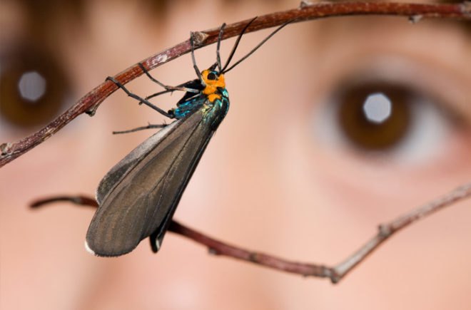 Child watching a moth, shutterstock photo, moth on a branch