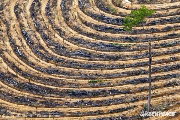 procter & gamble, deforestation, orangutans, orangutan graveyard, greenpeace, greenpeace investigation, endangered species, endangered wildlife, deforestation, indonesia, palm oil plantations, palm oil production