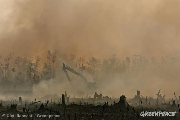 procter & gamble, deforestation, orangutans, orangutan graveyard, greenpeace, greenpeace investigation, endangered species, endangered wildlife, deforestation, indonesia, palm oil plantations, palm oil production