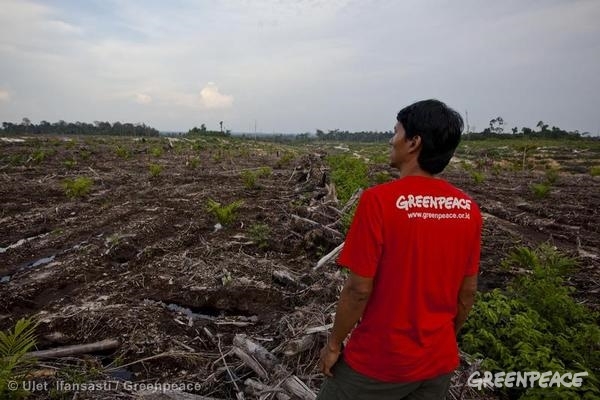 procter & gamble, deforestation, orangutans, orangutan graveyard, greenpeace, greenpeace investigation, endangered species, endangered wildlife, deforestation, indonesia, palm oil plantations, palm oil production