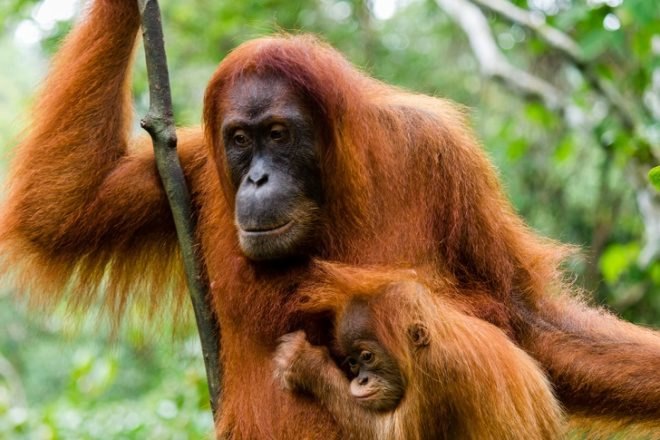 procter & gamble, deforestation, orangutans, orangutan graveyard, greenpeace, greenpeace investigation, endangered species, endangered wildlife, deforestation, indonesia, palm oil plantations, palm oil production