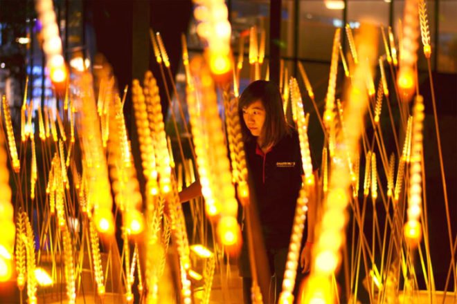 Royal Rice Field, Apostrophys, rice, rice field, thailand, lighting installation, led lights