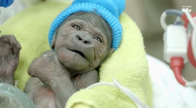 San Diego Zoo, baby gorilla san diego, baby gorilla at san diego zoo, baby gorilla c-section, baby gorilla pneumonia, baby gorilla fighting for life,