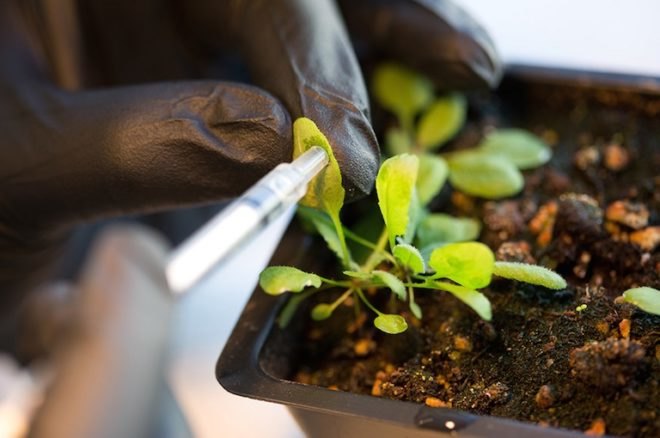 nanotech, nanotechnology, nanoparticles, nanotubes, bionic plants, photosynthesis, MIT, chloroplasts, chlorophyll