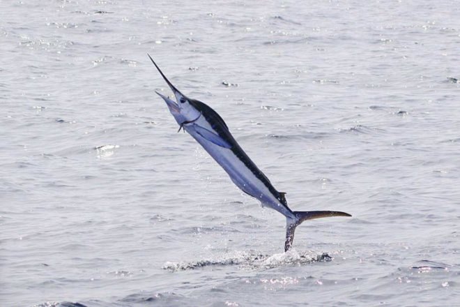 bp, marlin, fish, rig, angola plutonio, oil