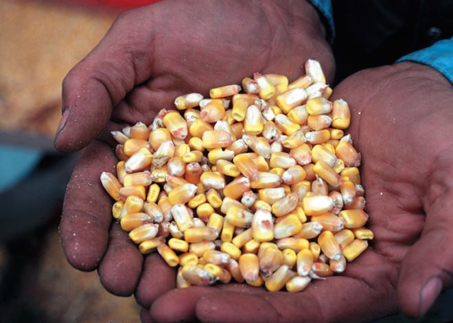 corn, corn rootworm, bt, corn, crop, pest, grain, kernals