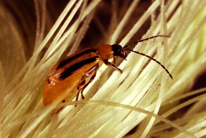 corn, corn rootworm, bt, corn, crop, pest, grain