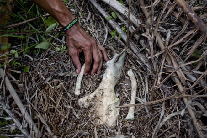 procter & gamble, deforestation, orangutans, orangutan graveyard, greenpeace, greenpeace investigation, endangered species, endangered wildlife, deforestation, indonesia, palm oil plantations, palm oil production